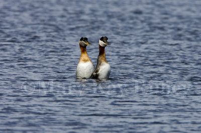 Red-necked Grebes courting _S9S6617.jpg