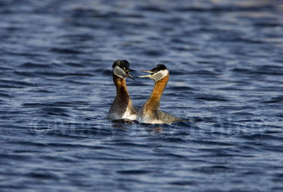 Red-necked Grebe _S9S6752.jpg