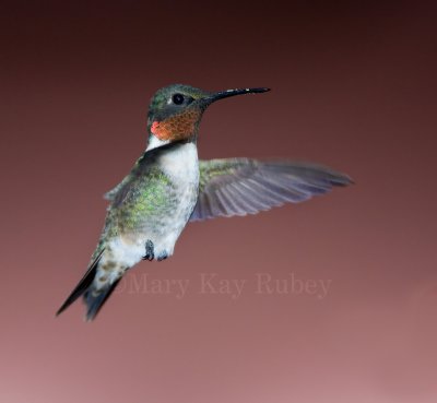 Ruby-throated Hummingbird _MG_8783.jpg