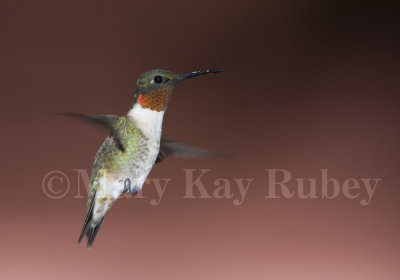 Ruby-throated Hummingbird _MG_8786.jpg