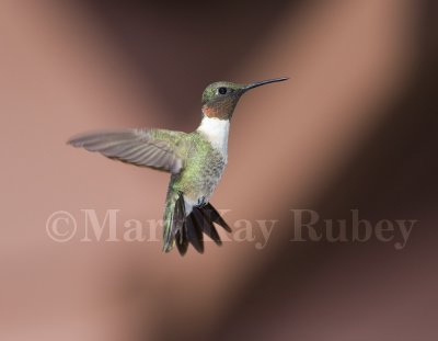 Ruby-throated Hummingbird _MG_8882.jpg