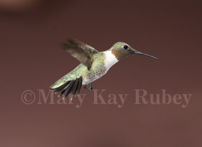 Ruby-throated Hummingbird _MG_8885.jpg