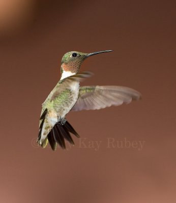 Ruby-throated Hummingbird _MG_8939.jpg