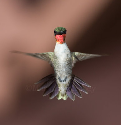 Ruby-throated Hummingbird _MG_8942.jpg