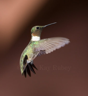Ruby-throated Hummingbird _MG_8964.jpg