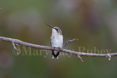Ruby-throated Hummingbird _S9S6487.jpg