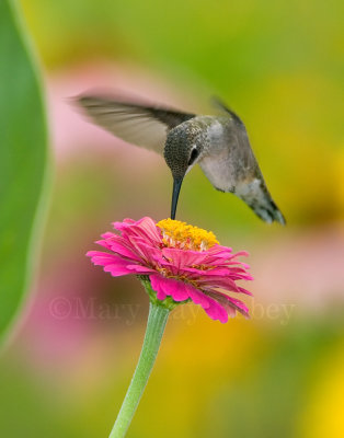 Ruby-throated Hummingbird _S9S6558.jpg