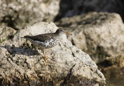 Spotted Sandpiper _S9S9641.jpg