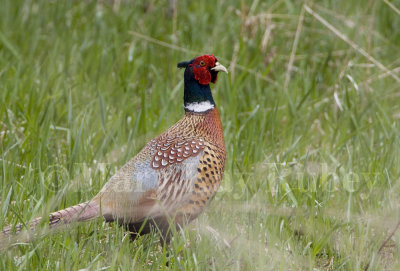 Ring-necked Pheasant _H9G9682.jpg