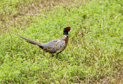Ring-necked Pheasant _MG_3615.jpg