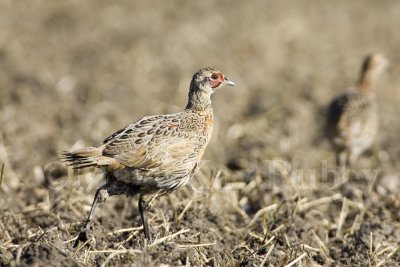 Ring-necked Pheasant juvenile _H9G1246.jpg