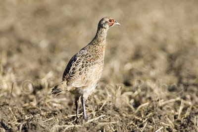 Ring-necked Pheasant juvenile _H9G1250.jpg