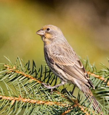 House Finch yellow variant _S9S9576.jpg