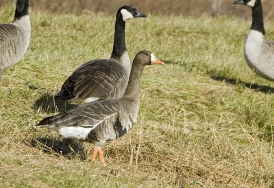 Greater White-fronted Goose _H9G8562.jpg