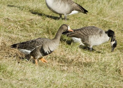 Greater White-fronted Goose _H9G8565.jpg