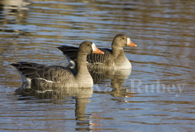 Greater White-fronted Goose _S9S9737.jpg