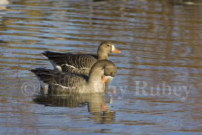 Greater White-fronted Goose _S9S9739.jpg
