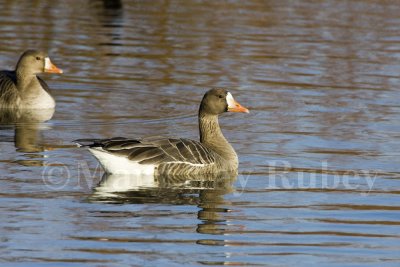 Greater White-fronted Goose _S9S9751.jpg