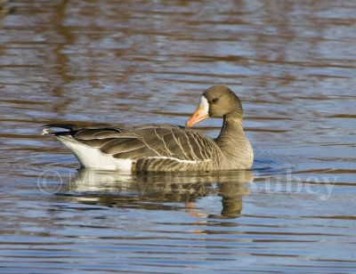 GREATER WHITE-FRONTED GEESE (Anser albifrons)