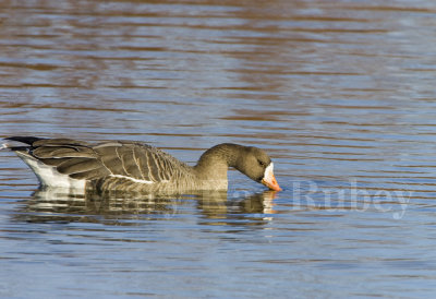 Greater White-fronted Goose _S9S9758.jpg