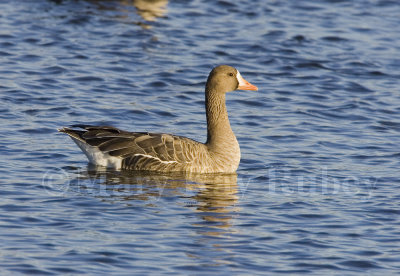 Greater White-fronted Goose _S9S9974.jpg