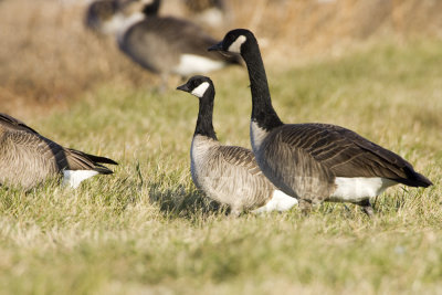 Cackling & Canada Geese _S9S9815.jpg