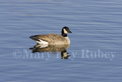 CACKLING GEESE (Branta hutchinsii)