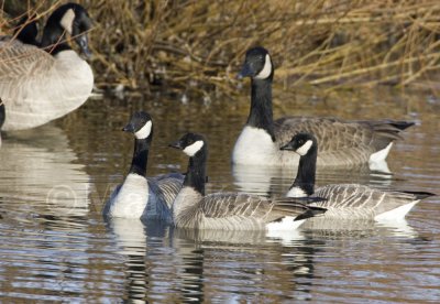 Cackling Goose with Canada_S9S9779.jpg