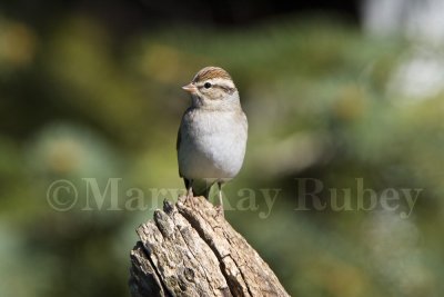 Chipping Sparrow _H9G2945.jpg