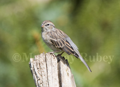 Chipping Sparrow _MG_2010.jpg