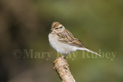 Chipping Sparrow _S9S8661.jpg