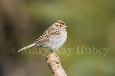 Chipping Sparrow _S9S8666.jpg