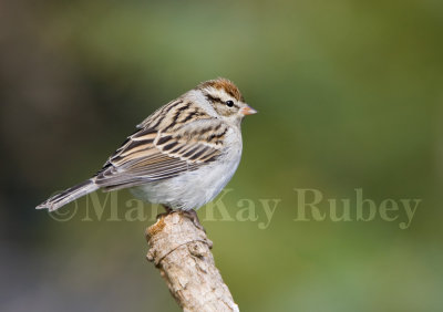 Chipping Sparrow _S9S8744.jpg