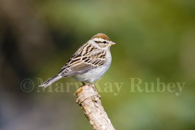 Chipping Sparrow _S9S8748.jpg