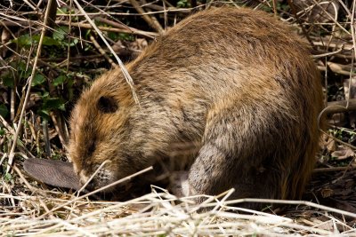 BEAVER - Castor canadensis