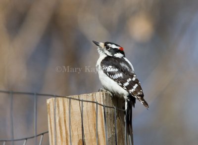 Downy Woodpecker _S9S9594.jpg