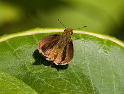 Unidentified Skippers