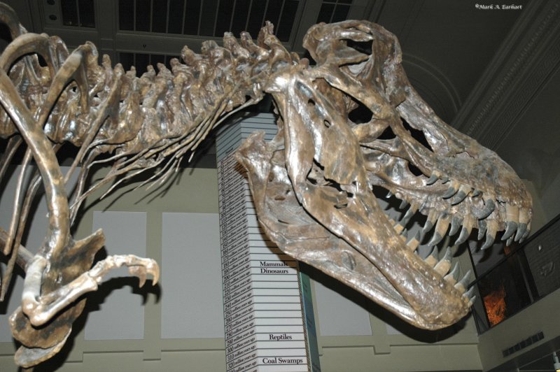 T Rex