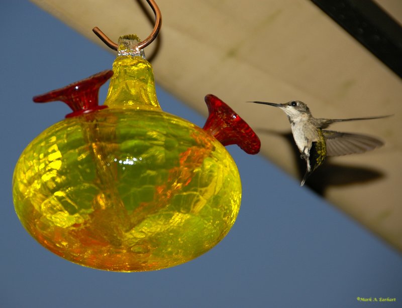 Hummingbird 301