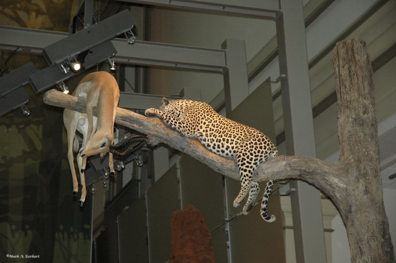 Leopard with Impala 1