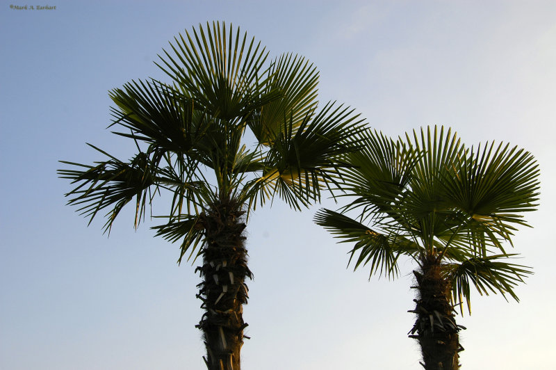 Twin Palms