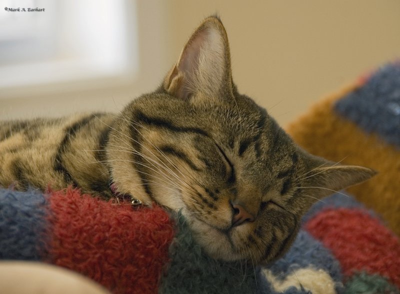 Catnap