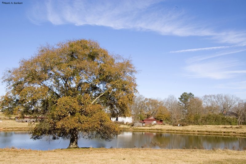 Pastoral