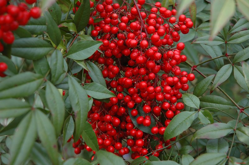 Holliday Berries