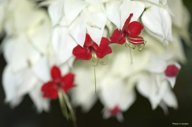 Floral Kisses