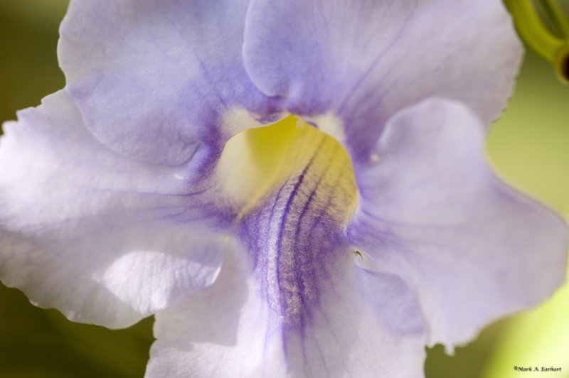 Up Close And Personal In Purple