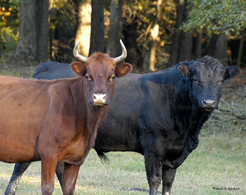 Bovine Intimidation
