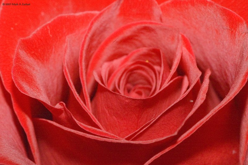 Petals