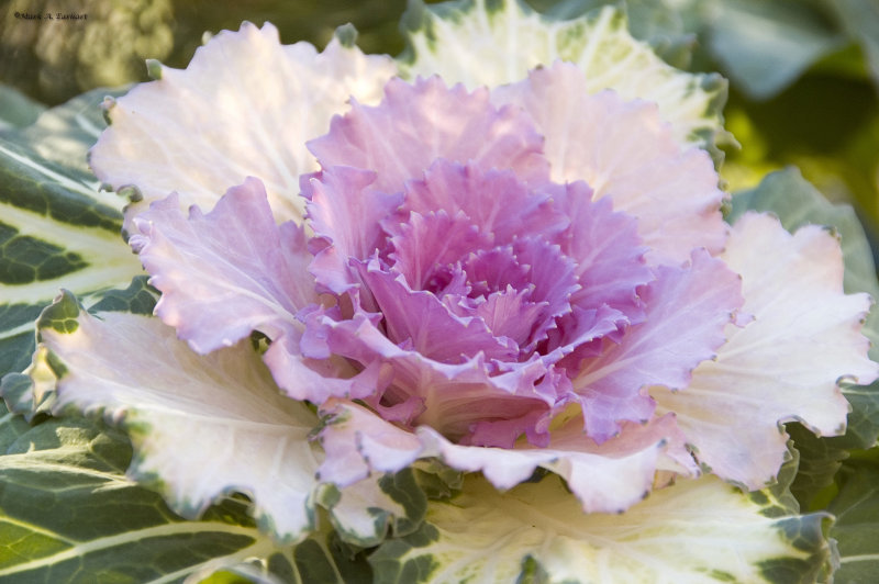 Winter Kale