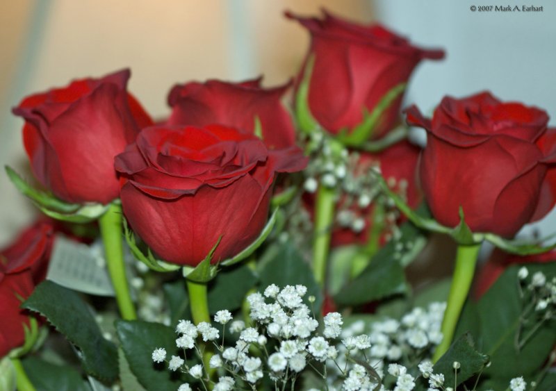 Roses On Valentines Day